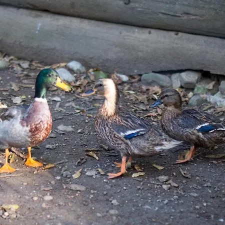 Apartment Colleincanto Torretta Gavardo